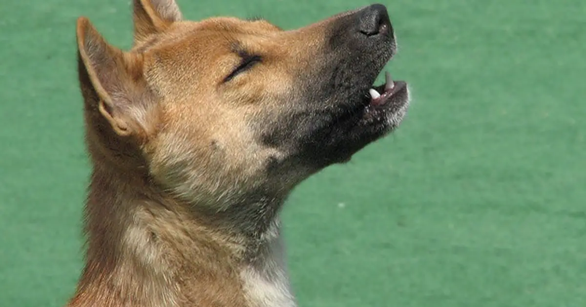 ancient-breed-of-singing-dog