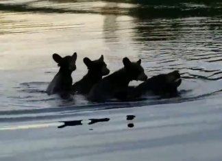 bears-lake-storyful-nelda-powers
