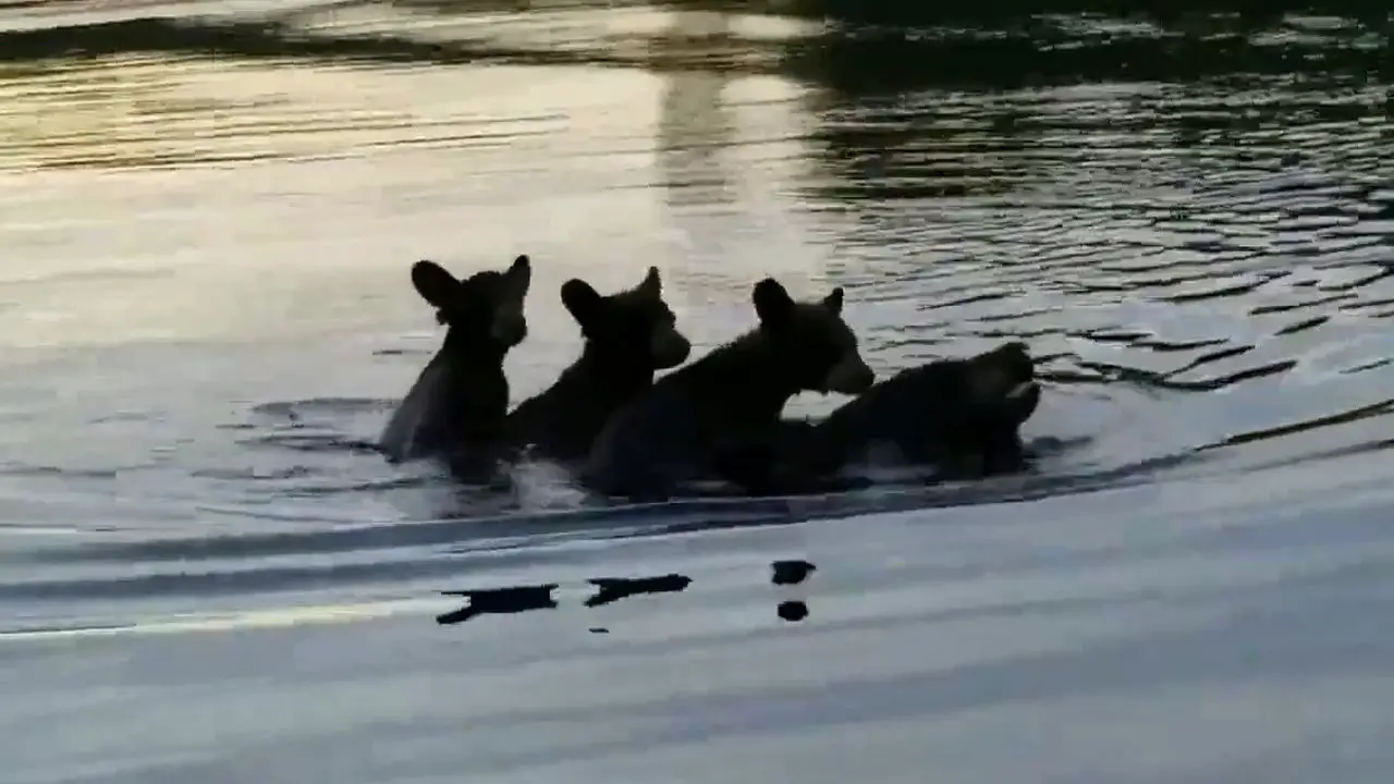bears-lake-storyful-nelda-powers