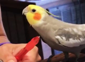 birb-explains-to-chew-on-wall