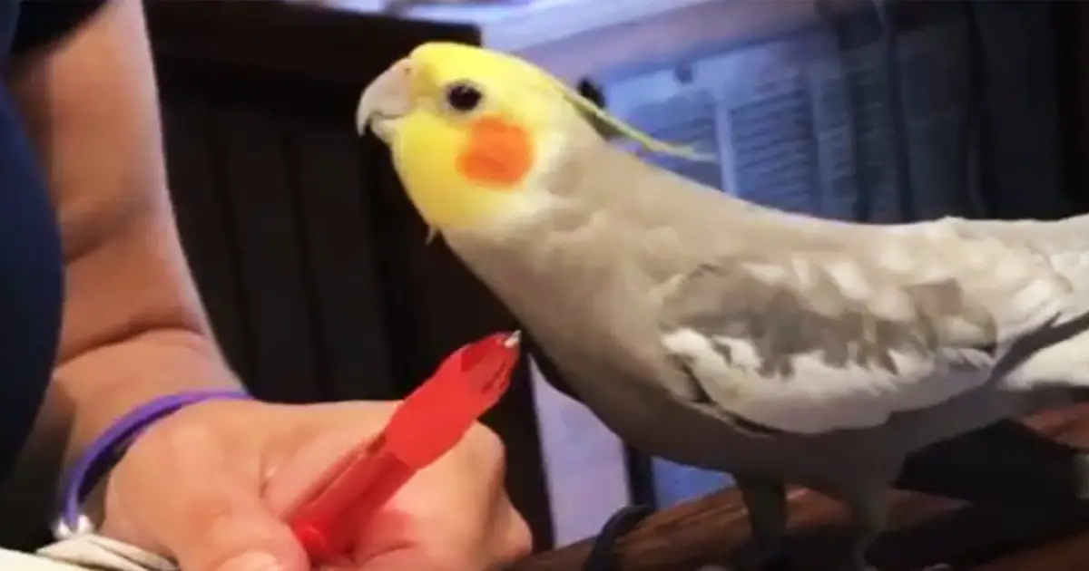 birb-explains-to-chew-on-wall
