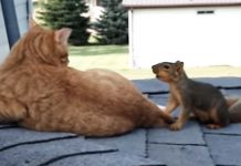 cat-and-squarrel-fight