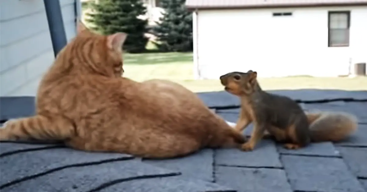 cat-and-squarrel-fight