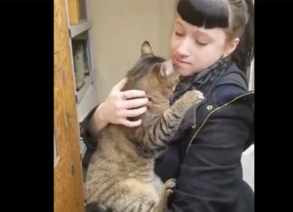 cat-found-forever-home
