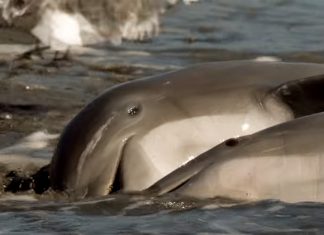 clever dolphins