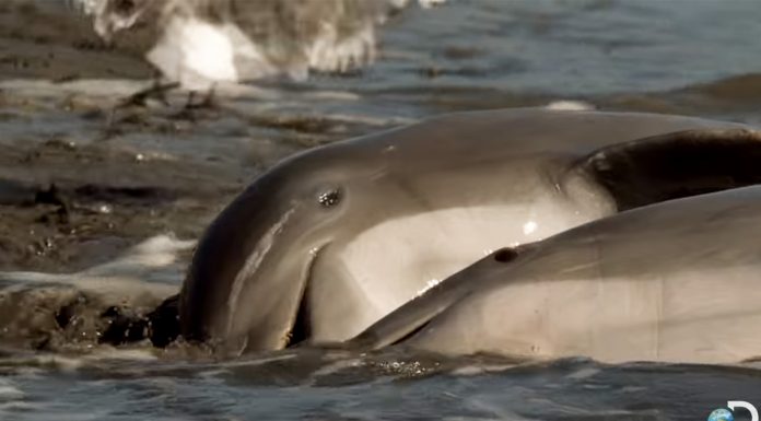 clever dolphins