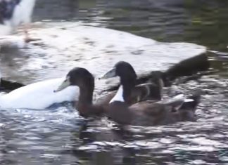 ducks-get-their-first-swim