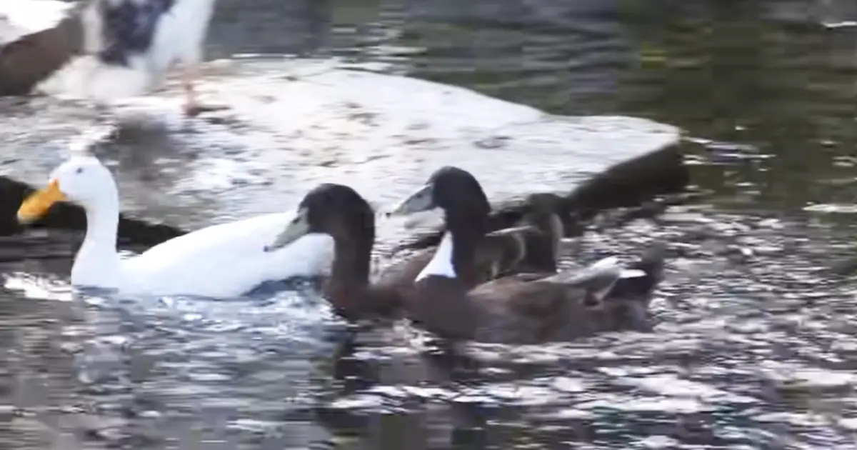 ducks-get-their-first-swim