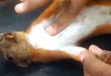 electrocuted-squirrel-gets-cpr