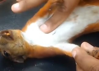 electrocuted-squirrel-gets-cpr
