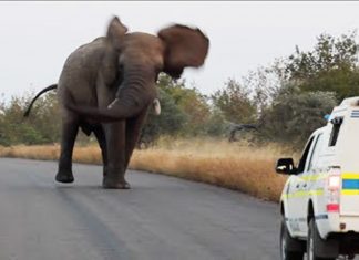 elephant-marches