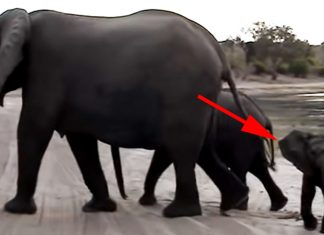 elephant sneezes