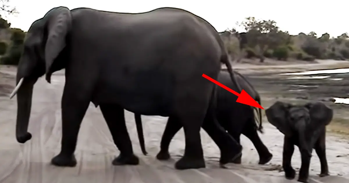 elephant sneezes