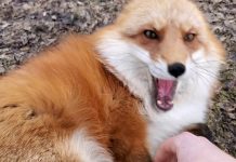 fox-wants-mom-to-come-outside