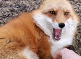 fox-wants-mom-to-come-outside