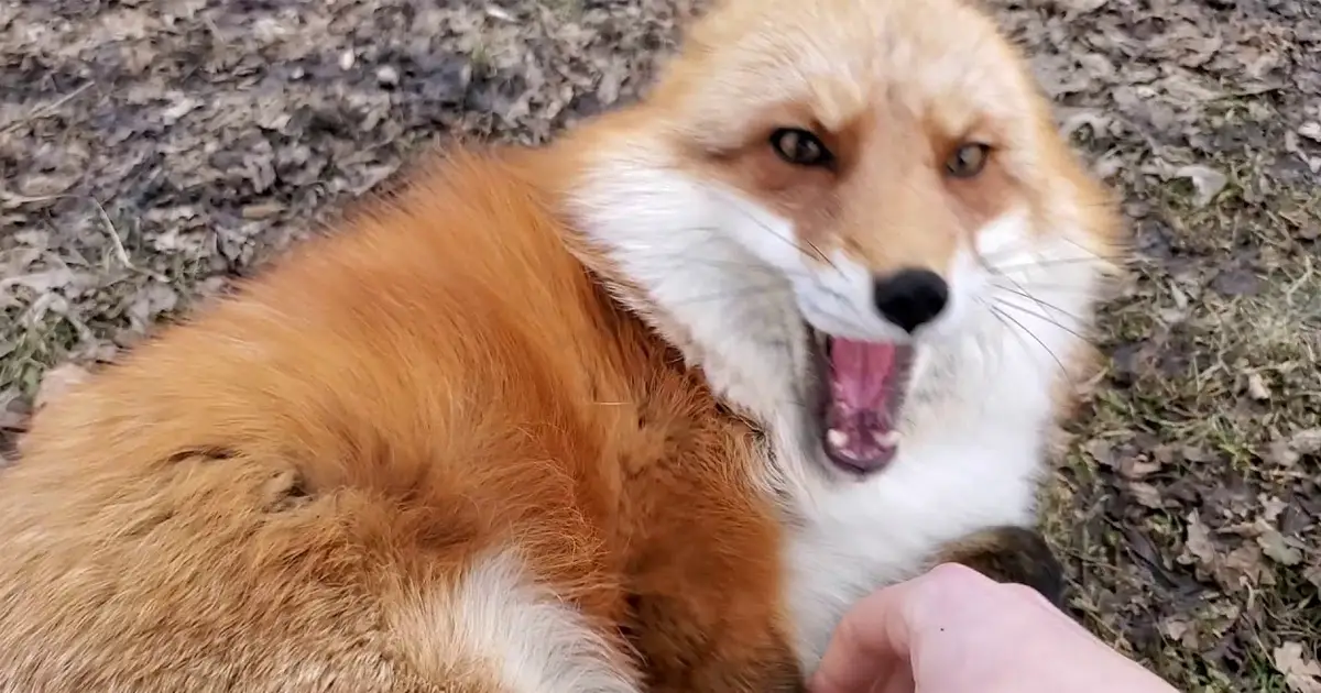 fox-wants-mom-to-come-outside