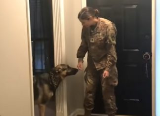 german-shepherd-with-soldier