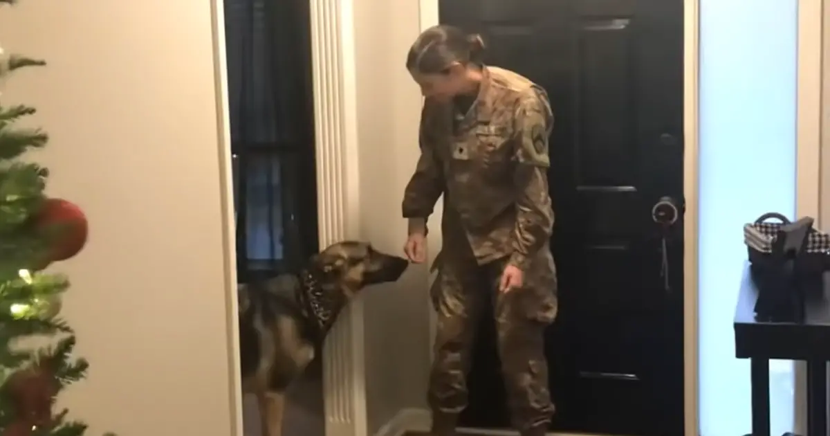 german-shepherd-with-soldier