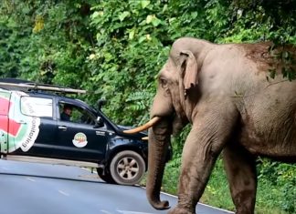park-rangers-moves-on-elephant