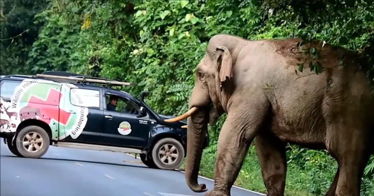 park-rangers-moves-on-elephant