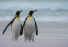 penguin couple