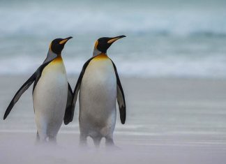 penguin couple