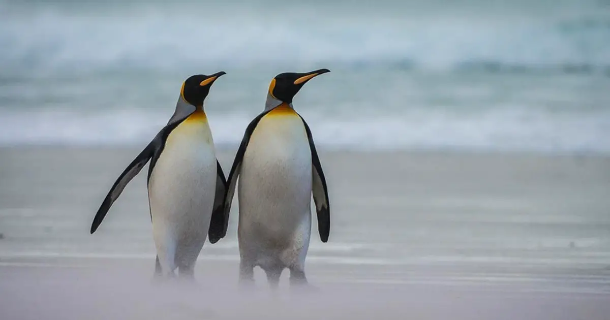 penguin couple