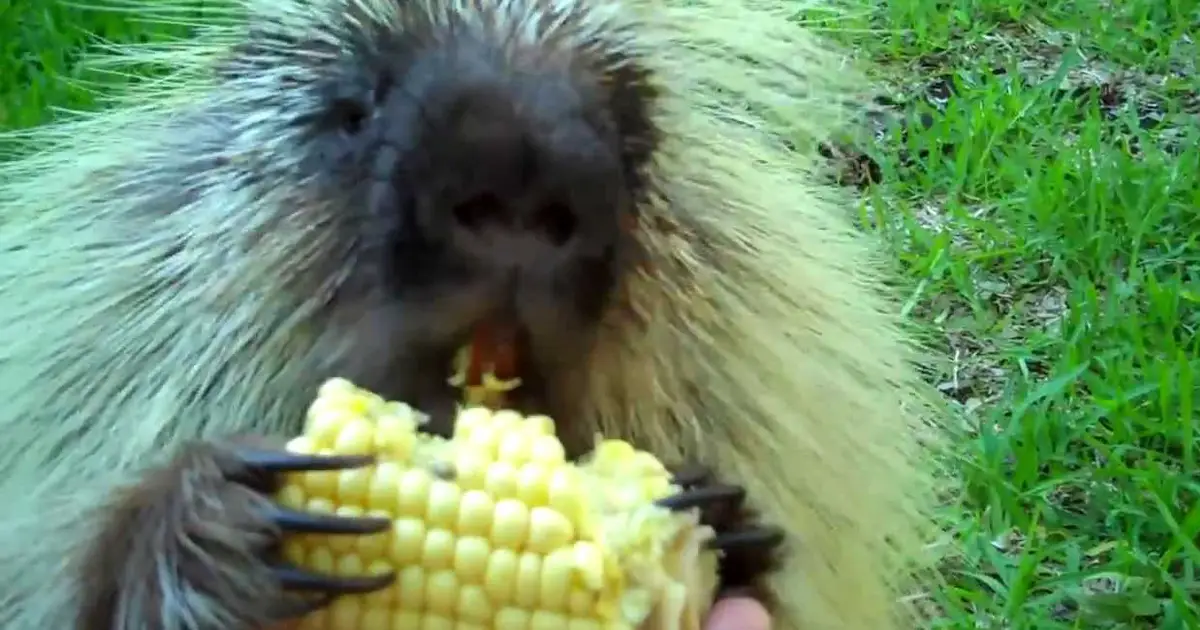 porcupine-doesnt-like-to-share