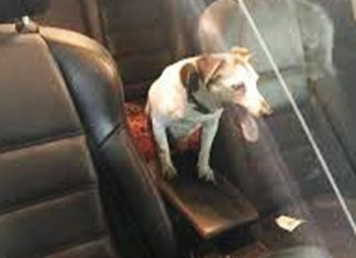 punishment-for-leaving-dog