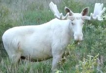 rare-white-moose-spooted
