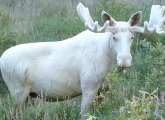 rare-white-moose-spooted