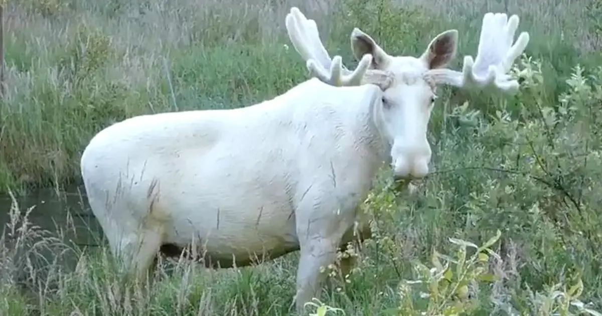 rare-white-moose-spooted
