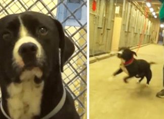 shelter-dog-getting-a-home