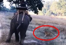 tiger attack elephant