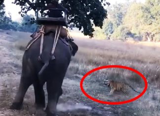 tiger attack elephant