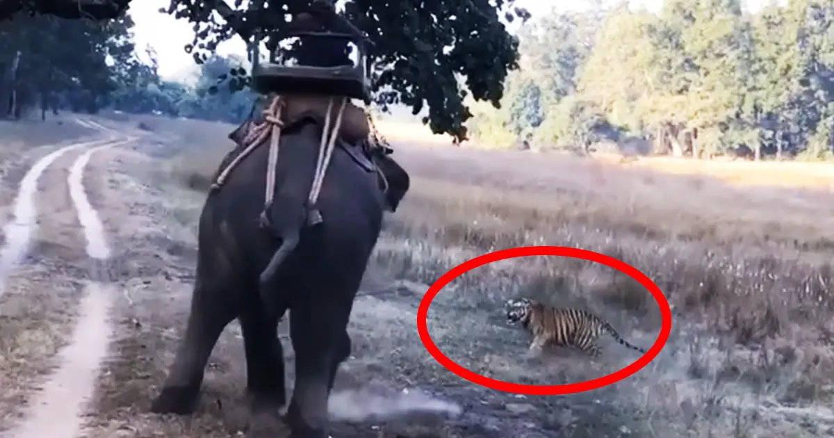 tiger attack elephant