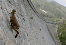 baby-goat-on-dam