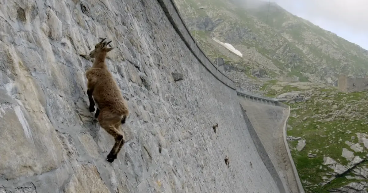 baby-goat-on-dam