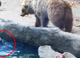 bear rescues crow