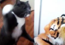 cat attacks tiger