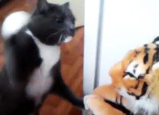 cat attacks tiger