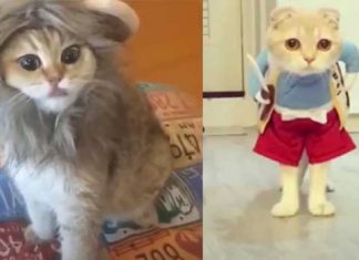 cat-halloween-custom