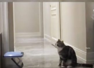 cat-reaction-on-dead-friend