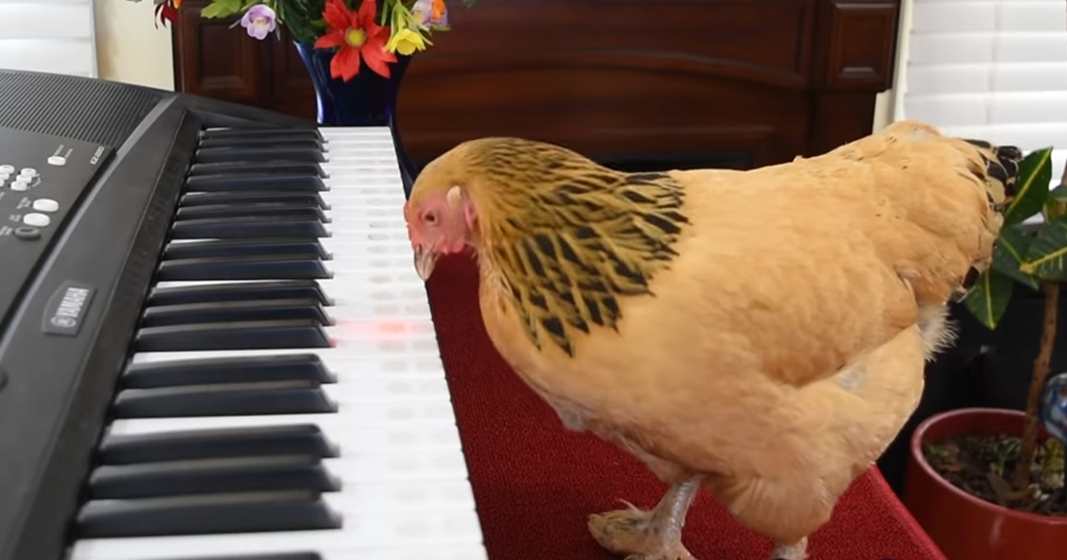 chicken-plays-keyboard