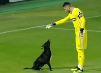 dog-demand-on-soccer