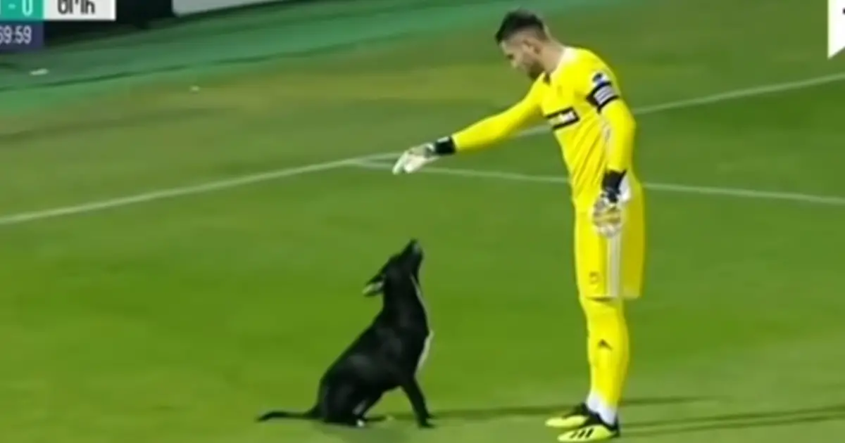 dog-demand-on-soccer