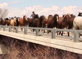 horse-drive