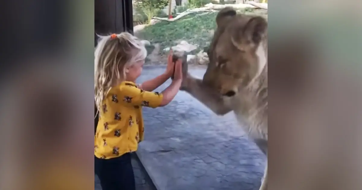 lion-playing-widh-lil-girl