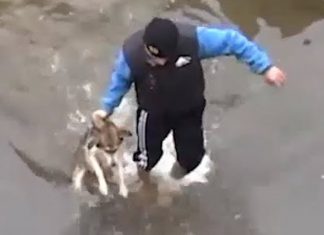man-rescues-dog-in-river