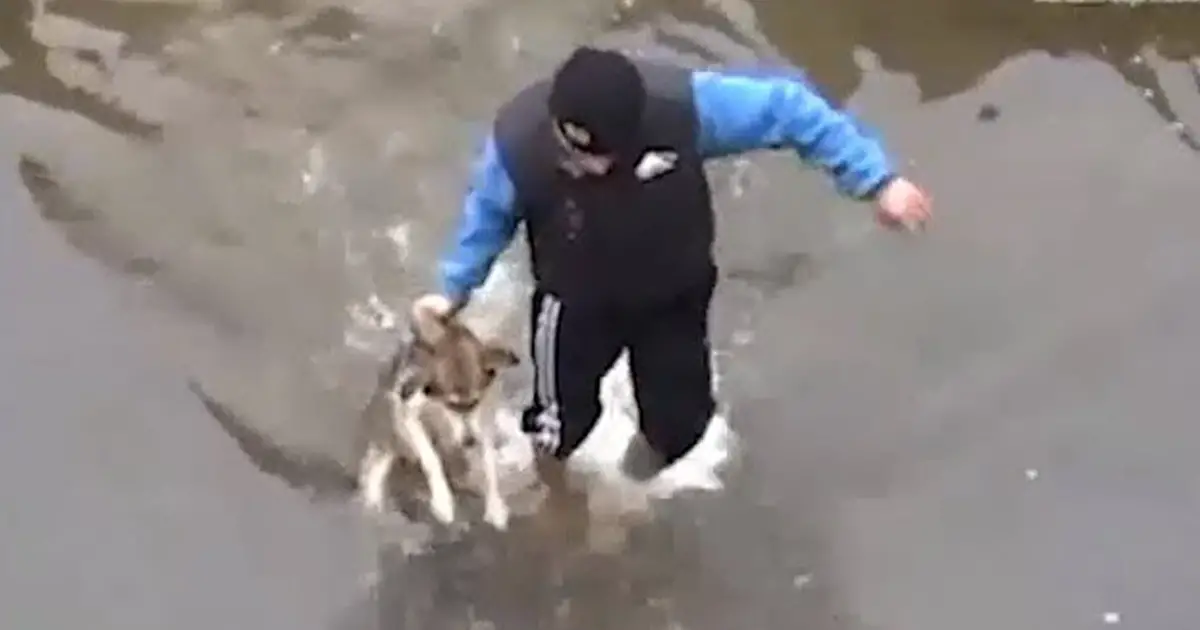 man-rescues-dog-in-river